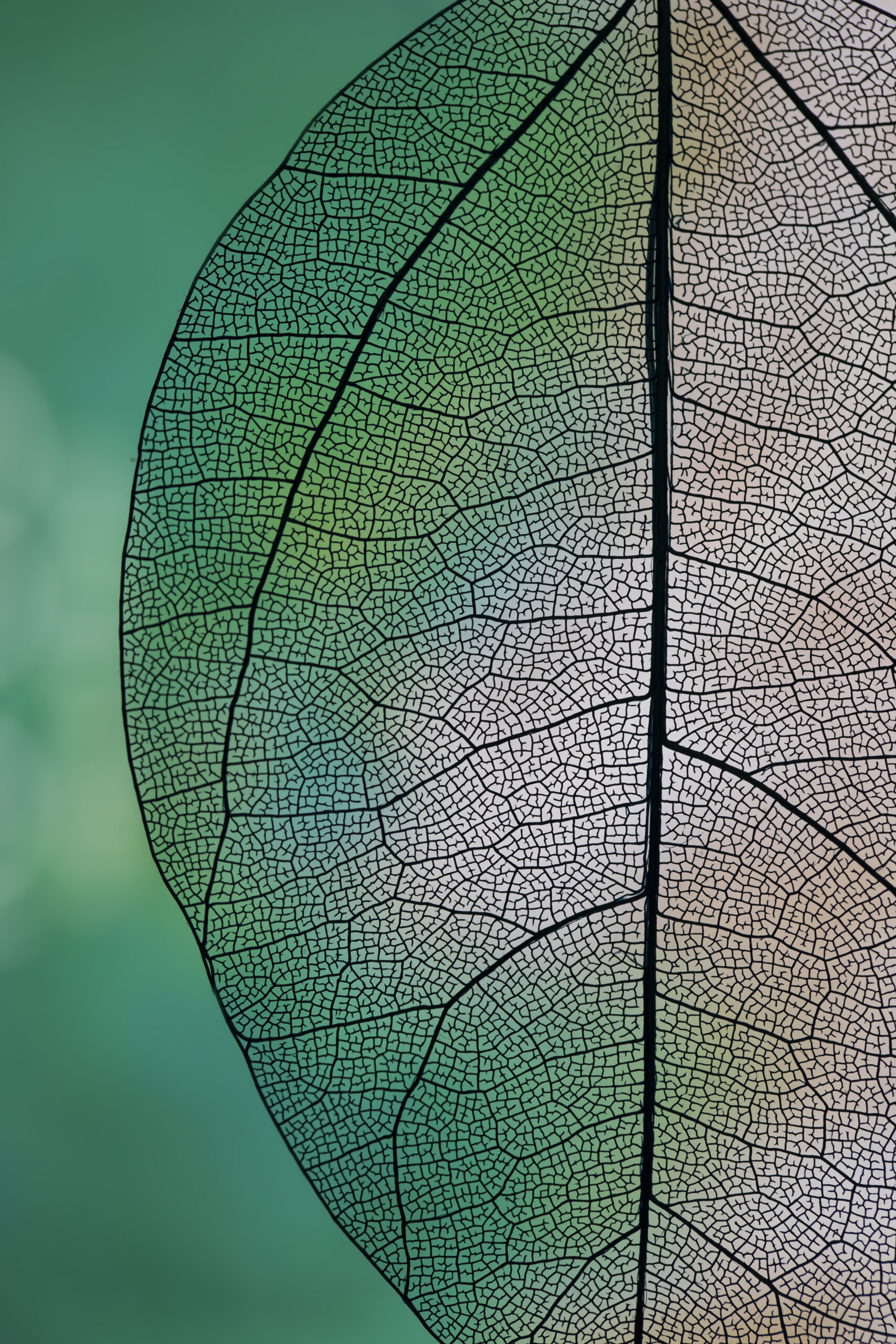 transparent-abstract-leaf-with-green-white